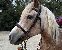 palomino-haflinger-gelding