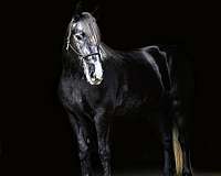 all-around-percheron-horse