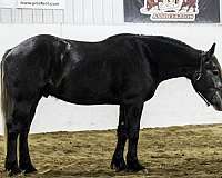 driving-percheron-horse