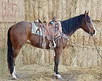 all-around-quarter-horse