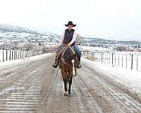 ranch-quarter-horse