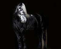 all-around-percheron-horse