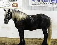 driving-percheron-horse