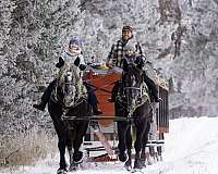 cross-percheron-horse