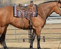 all-around-draft-horse