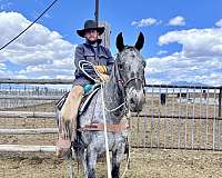 all-around-appaloosa-horse