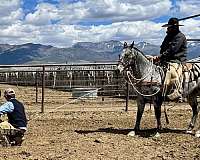 flashy-appaloosa-horse