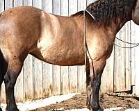 all-around-draft-horse