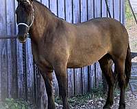 cross-draft-horse