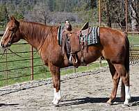 all-around-quarter-horse