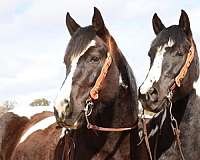 black-white-draft-paint-gelding-mare