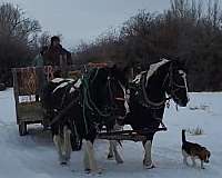 black-white-draft-paint-horses-for-sale