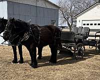 all-around-percheron-horse