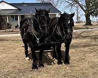 driving-percheron-horse