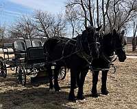 parade-percheron-horse