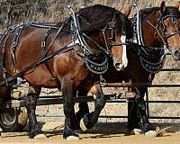 breeding-belgian-percheron-horse