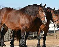 stallion-belgian-percheron-horse