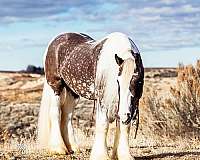 ranch-work-draft-horse