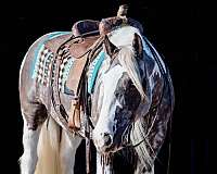 tobiano-silver-dapple-horse