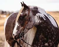 beginner-safe-draft-horse