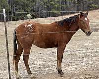 all-around-athletic-appaloosa-horse