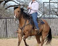 ranch-work-quarter-horse