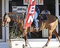 family-horse-quarter