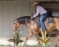 husband-safe-quarter-horse