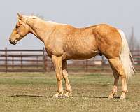 ranch-work-quarter-horse