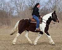 anyone-quarter-horse
