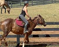 great-with-kids-quarter-pony