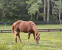 lesson-program-quarter-pony