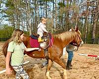 puppy-dog-personality-quarter-pony