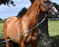 akhal-teke-akhal-teke-horse-akhal-teke