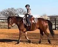 beginner-safe-quarter-horse