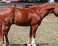 quarter-horse