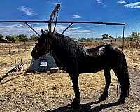 all-around-friesian-horse