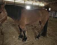 draft-horse-for-sale