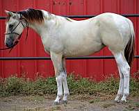 nice-conformation-filly