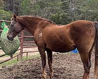 athletic-saddlebred-horse