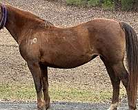 lesson-saddlebred-horse