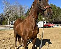 performance-saddlebred-horse