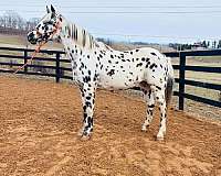 appaloosa-horse-for-sale