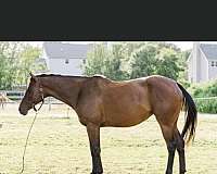 athletic-thoroughbred-horse