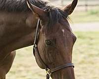 companion-thoroughbred-horse