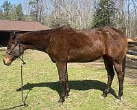 breeding-thoroughbred-horse