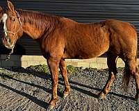 quarter-horse-for-sale