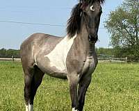 grulla-friesian