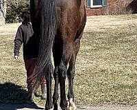 black-star-snip-sock-horse