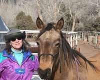 buckskin-peruvian-paso-mare